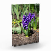 Blue Geocinth im Frühjahr Fotoblock (Links)