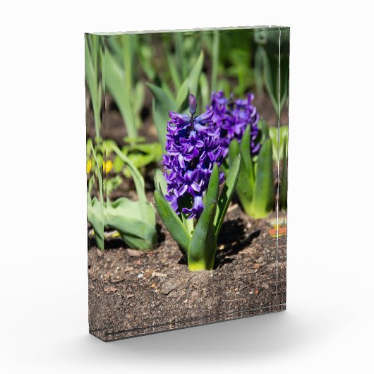 Blue Geocinth im Frühjahr Fotoblock (Links)