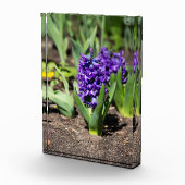 Blue Geocinth im Frühjahr Fotoblock (Rechts)