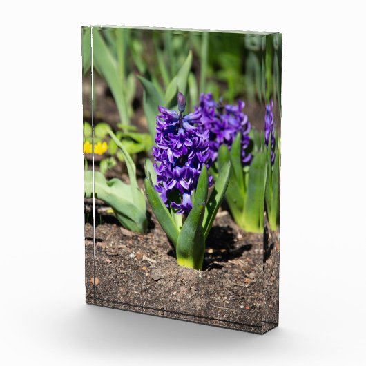 Blue Geocinth im Frühjahr Fotoblock (Rechts)