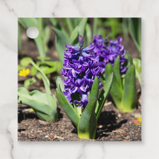 Blue Geocinth im Frühjahr Geschenkanhänger (Vorderseite)