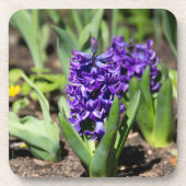 Blue Geocinth im Frühjahr Getränkeuntersetzer (Vorderseite)