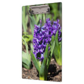 Blue Geocinth im Frühjahr Klemmbrett (Links)