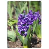 Blue Geocinth im Frühjahr Klemmbrett (Rückseite)