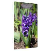 Blue Geocinth im Frühjahr Klemmbrett (Rechts)