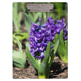 Blue Geocinth im Frühjahr Klemmbrett