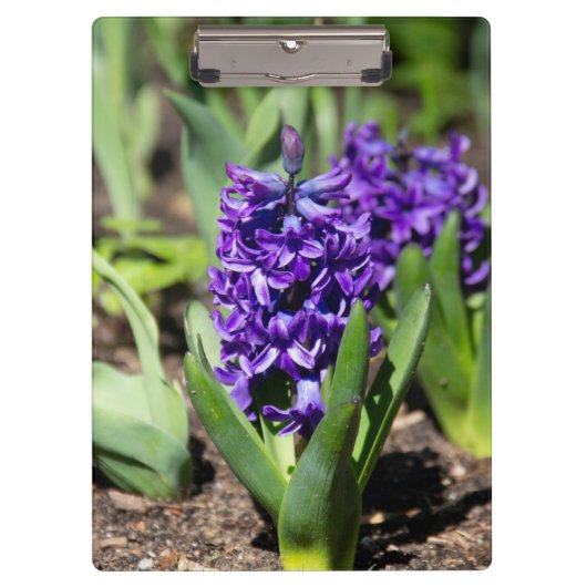 Blue Geocinth im Frühjahr Klemmbrett (Vorderseite)