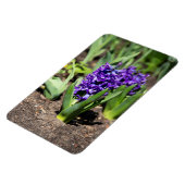 Blue Geocinth im Frühjahr Magnet (Linke Seite)