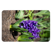 Blue Geocinth im Frühjahr Magnet (Horizontal)