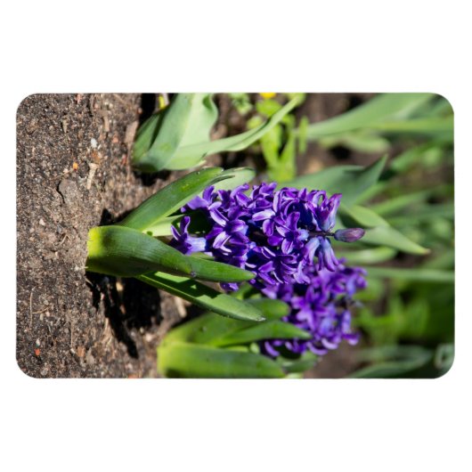 Blue Geocinth im Frühjahr Magnet (Horizontal)