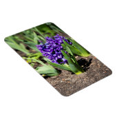 Blue Geocinth im Frühjahr Magnet (Rechte Seite)