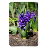 Blue Geocinth im Frühjahr Magnet (Vertikal)