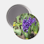 Blue Geocinth im Frühjahr Magnet (Vorderseite/Rückseite)