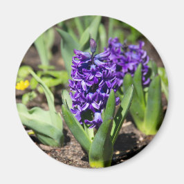 Blue Geocinth im Frühjahr Magnet