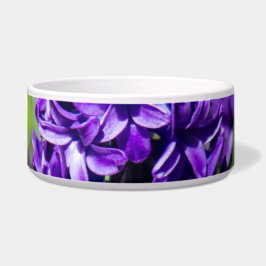 Blue Geocinth im Frühjahr Napf