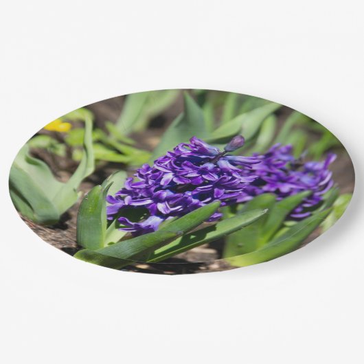 Blue Geocinth im Frühjahr Pappteller (Schrägansicht)