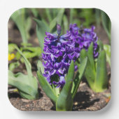 Blue Geocinth im Frühjahr Pappteller (Vorderseite)