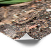 Blue Geocinth im Frühjahr Poster (Ecke)