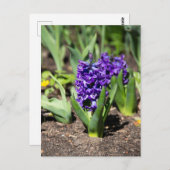 Blue Geocinth im Frühjahr Postkarte (Vorne/Hinten)