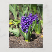 Blue Geocinth im Frühjahr Postkarte (Vorderseite)