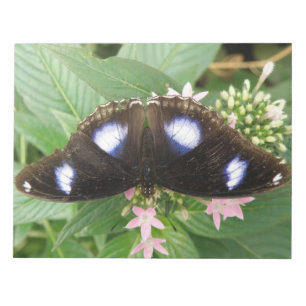 Blue Gepunktet Butterfly Notepad Notizblock