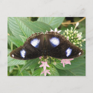 Blue Gepunktet Butterfly Postcard Postkarte