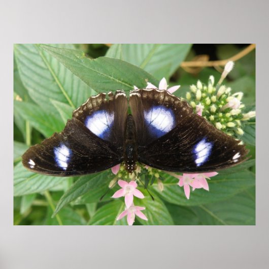 Blue Gepunktet Butterfly Print Poster (Vorne)
