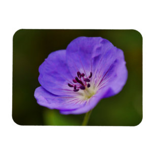 Blue Geranium Blume Magnet