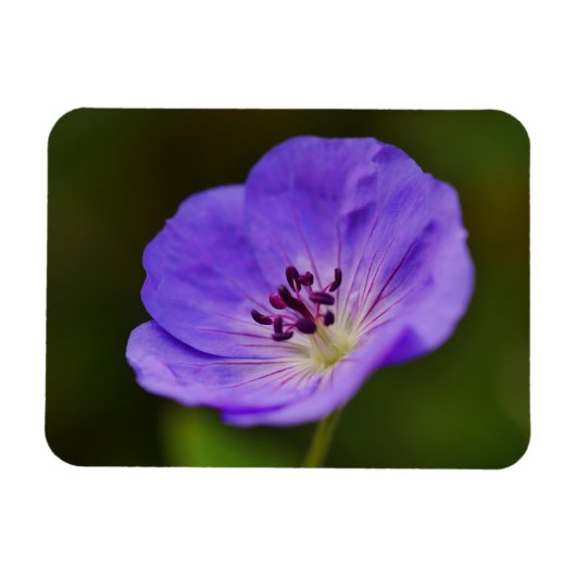 Blue Geranium Blume Magnet (Horizontal)
