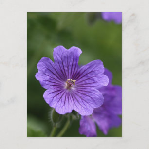 Blue Geranium Postkarte