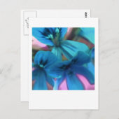 Blue Geraniums Postkarte (Vorne/Hinten)