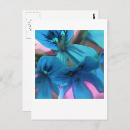 Blue Geraniums Postkarte (Vorne/Hinten)