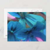 Blue Geraniums Postkarte (Vorne/Hinten)