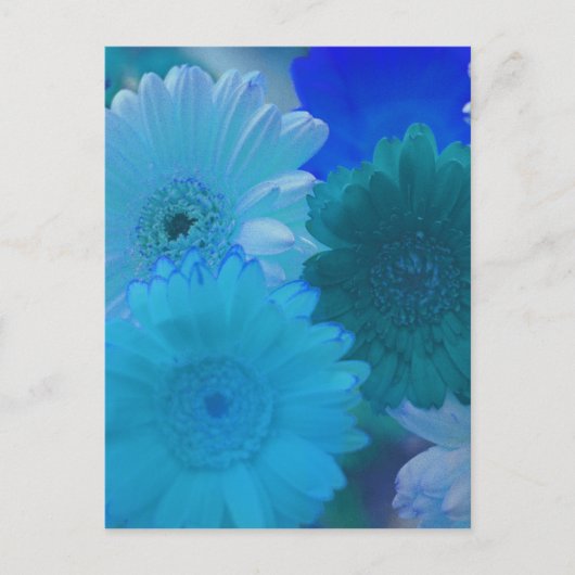 Blue Gerbera Daisy Blume Foto Postcard Postkarte (Vorderseite)