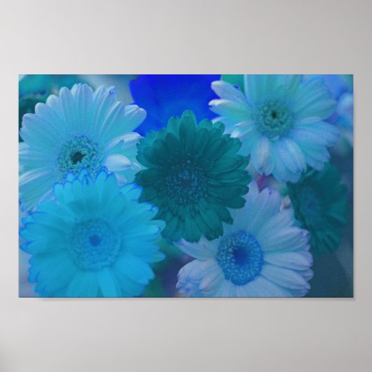 Blue Gerbera Daisy Blume Wall Art Print Poster (Vorne)