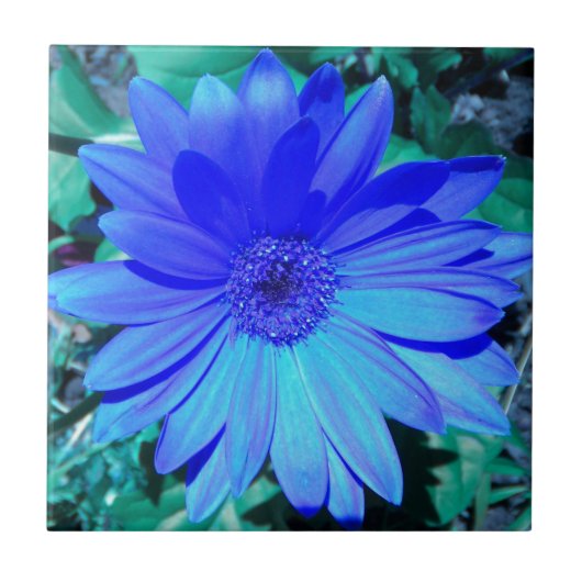 Blue Gerbera Daisy Tile Fliese (Vorderseite)