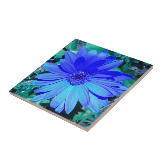 Blue Gerbera Daisy Tile Fliese (Seite)