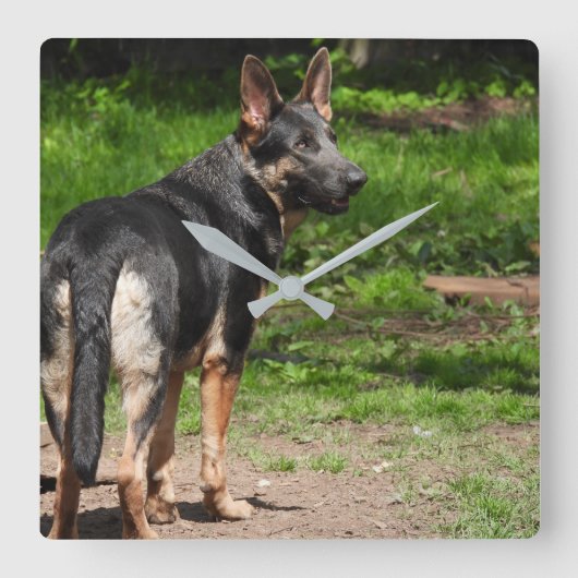 Blue German Shepherd Clock Quadratische Wanduhr (Vorderseite)