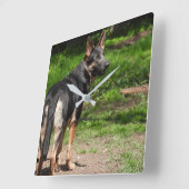 Blue German Shepherd Clock Quadratische Wanduhr (Winkel)