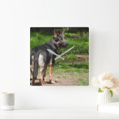 Blue German Shepherd Clock Quadratische Wanduhr (Zuhause)