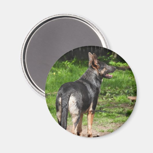 Blue German Shepherd Dog Magnet (Vorderseite/Rückseite)