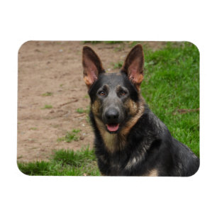 Blue German Shepherd Dog Magnet