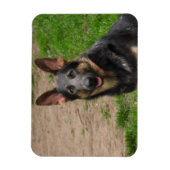Blue German Shepherd Dog Magnet (Vertikal)