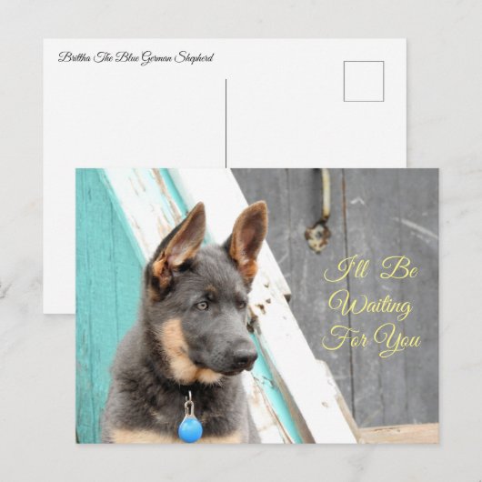 Blue German Shepherd Gewartet für Sie Postkarte (Vorne/Hinten)