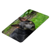 Blue German Shepherd Magnet (Linke Seite)