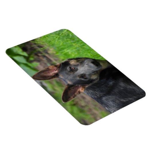Blue German Shepherd Magnet (Rechte Seite)