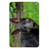 Blue German Shepherd Magnet (Vertikal)