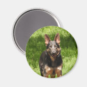 Blue German Shepherd Magnet (Vorderseite/Rückseite)