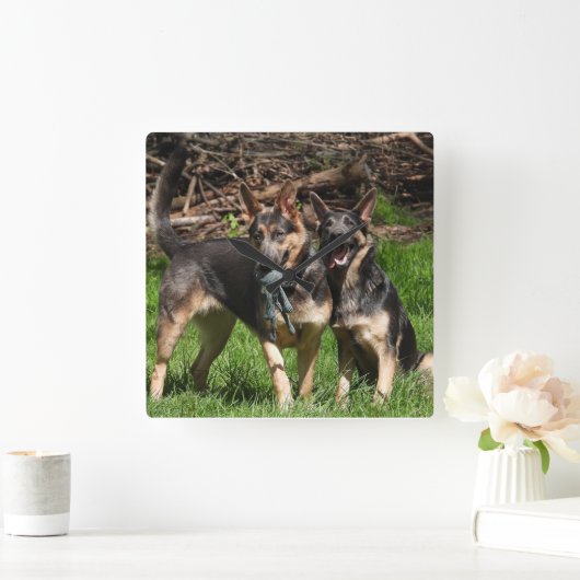 Blue German Shepherds Quadratische Wanduhr (Zuhause)