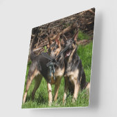 Blue German Shepherds Quadratische Wanduhr (Winkel)